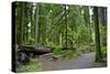 Olympic Peninsula Rainforest-duallogic-Stretched Canvas