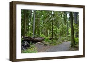 Olympic Peninsula Rainforest-duallogic-Framed Art Print