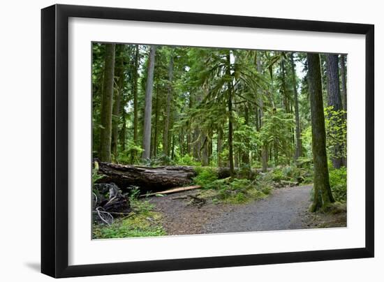 Olympic Peninsula Rainforest-duallogic-Framed Art Print