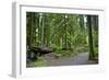 Olympic Peninsula Rainforest-duallogic-Framed Art Print