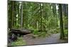 Olympic Peninsula Rainforest-duallogic-Mounted Art Print