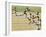 Olympics, 1932, Men 100M-null-Framed Photographic Print