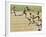 Olympics, 1932, Men 100M-null-Framed Photographic Print