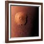 Olympus Mons, Morning View-Detlev Van Ravenswaay-Framed Photographic Print