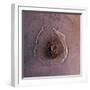 Olympus Mons, the Largest known Volcano in the Solar System-Stocktrek Images-Framed Photographic Print