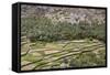 Oman, Ad Dakhiliyah Governorate-Nigel Pavitt-Framed Stretched Canvas