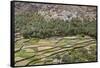 Oman, Ad Dakhiliyah Governorate-Nigel Pavitt-Framed Stretched Canvas