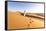 Oman, Wahiba Sands. Bedouin on the Sand Dunes at Sunset (Mr)-Matteo Colombo-Framed Stretched Canvas