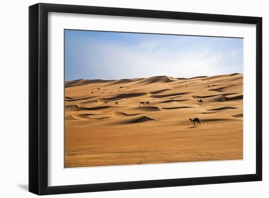 Oman, Wahiba Sands. Camels Belonging to Bedouins Cross Sand Dunes in Wahiba Sands.-Nigel Pavitt-Framed Photographic Print