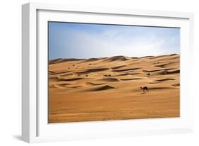 Oman, Wahiba Sands. Camels Belonging to Bedouins Cross Sand Dunes in Wahiba Sands.-Nigel Pavitt-Framed Photographic Print