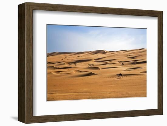 Oman, Wahiba Sands. Camels Belonging to Bedouins Cross Sand Dunes in Wahiba Sands.-Nigel Pavitt-Framed Photographic Print