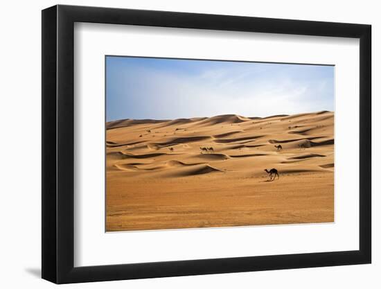 Oman, Wahiba Sands. Camels Belonging to Bedouins Cross Sand Dunes in Wahiba Sands.-Nigel Pavitt-Framed Photographic Print