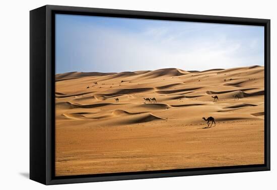 Oman, Wahiba Sands. Camels Belonging to Bedouins Cross Sand Dunes in Wahiba Sands.-Nigel Pavitt-Framed Stretched Canvas