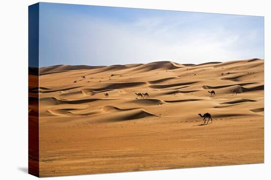 Oman, Wahiba Sands. Camels Belonging to Bedouins Cross Sand Dunes in Wahiba Sands.-Nigel Pavitt-Stretched Canvas