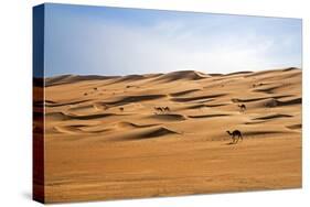 Oman, Wahiba Sands. Camels Belonging to Bedouins Cross Sand Dunes in Wahiba Sands.-Nigel Pavitt-Stretched Canvas