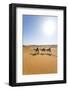 Oman, Wahiba Sands. Tourists Riding Camels in the Desert (Mr)-Matteo Colombo-Framed Photographic Print