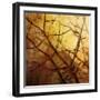 Ombre Branches-James McMasters-Framed Art Print