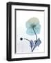 Ombre Expression 7-Albert Koetsier-Framed Photographic Print