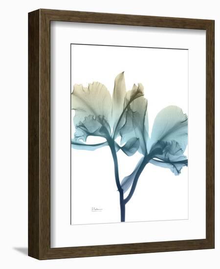 Ombre Expression 8-Albert Koetsier-Framed Photographic Print