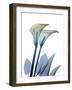 Ombre Expression 9-Albert Koetsier-Framed Photographic Print