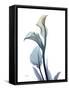 Ombre Expression Calla Lily 1-Albert Koetsier-Framed Stretched Canvas