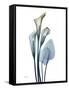 Ombre Expression Calla Lily 2-Albert Koetsier-Framed Stretched Canvas