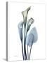 Ombre Expression Calla Lily 2-Albert Koetsier-Stretched Canvas