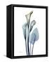 Ombre Expression Calla Lily 2-Albert Koetsier-Framed Stretched Canvas