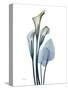 Ombre Expression Calla Lily 2-Albert Koetsier-Stretched Canvas