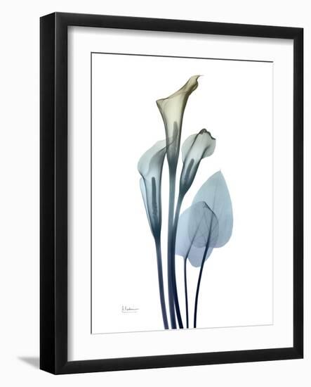 Ombre Expression Calla Lily 2-Albert Koetsier-Framed Photographic Print