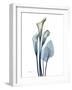 Ombre Expression Calla Lily 2-Albert Koetsier-Framed Photographic Print