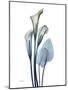 Ombre Expression Calla Lily 2-Albert Koetsier-Mounted Photographic Print