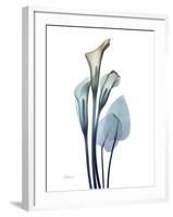 Ombre Expression Calla Lily 2-Albert Koetsier-Framed Photographic Print