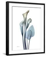 Ombre Expression Calla Lily 2-Albert Koetsier-Framed Photographic Print