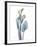 Ombre Expression Calla Lily 2-Albert Koetsier-Framed Photographic Print