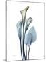 Ombre Expression Calla Lily 2-Albert Koetsier-Mounted Photographic Print