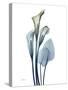 Ombre Expression Calla Lily 2-Albert Koetsier-Stretched Canvas