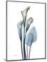 Ombre Expression Calla Lily 2-Albert Koetsier-Mounted Photographic Print