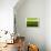 Ombre Green I-Allie Corbin-Art Print displayed on a wall