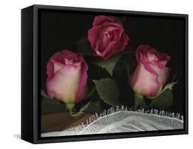 Ombre Tea Rose on Black Background-Anna Miller-Framed Stretched Canvas