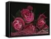 Ombre Tea Rose on Black Background-Anna Miller-Framed Stretched Canvas