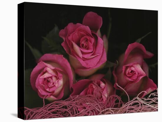 Ombre Tea Rose on Black Background-Anna Miller-Stretched Canvas