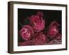 Ombre Tea Rose on Black Background-Anna Miller-Framed Photographic Print