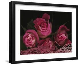 Ombre Tea Rose on Black Background-Anna Miller-Framed Photographic Print