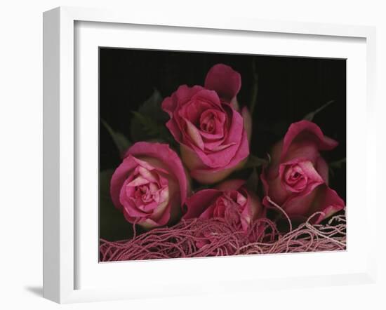 Ombre Tea Rose on Black Background-Anna Miller-Framed Photographic Print