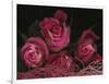 Ombre Tea Rose on Black Background-Anna Miller-Framed Photographic Print