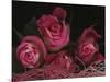 Ombre Tea Rose on Black Background-Anna Miller-Mounted Photographic Print