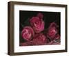 Ombre Tea Rose on Black Background-Anna Miller-Framed Photographic Print