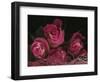 Ombre Tea Rose on Black Background-Anna Miller-Framed Photographic Print