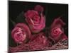 Ombre Tea Rose on Black Background-Anna Miller-Mounted Photographic Print
